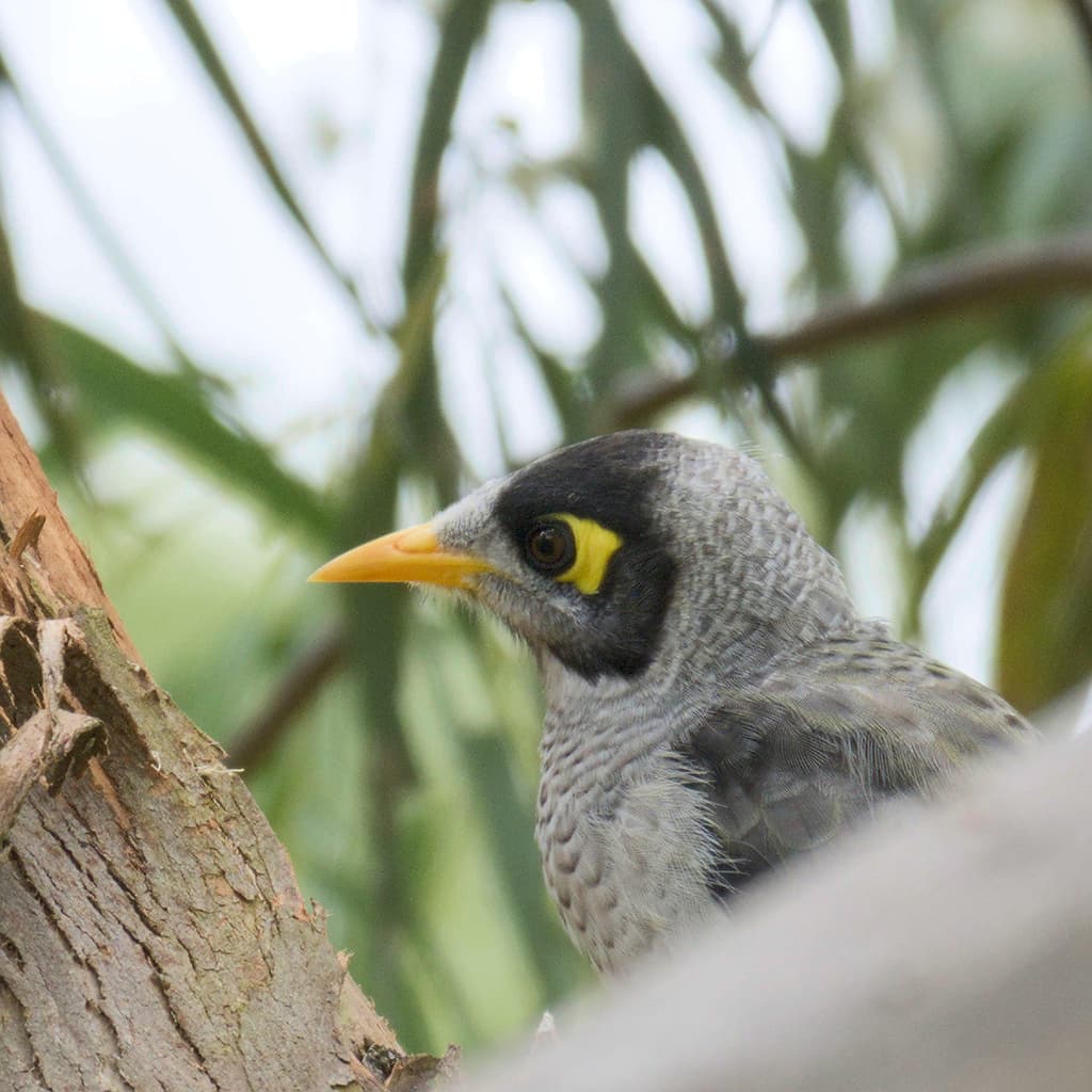 Noisy Miner