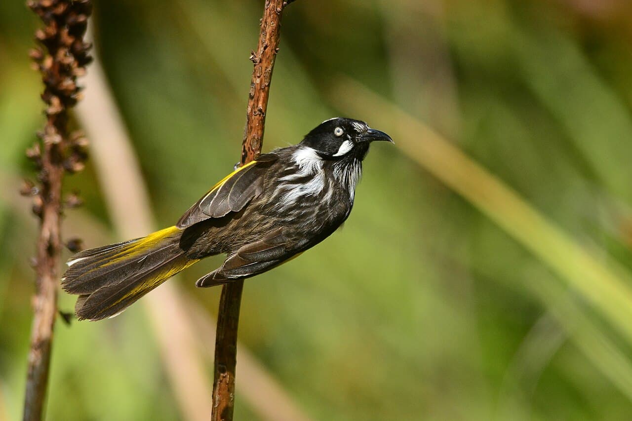 New Holland Honeyeater