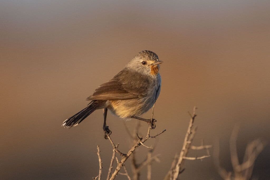 Redthroat