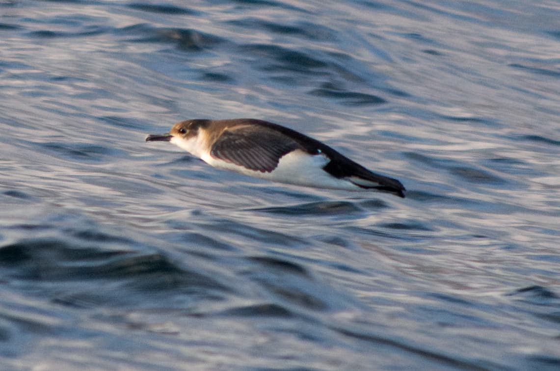 Little Shearwater