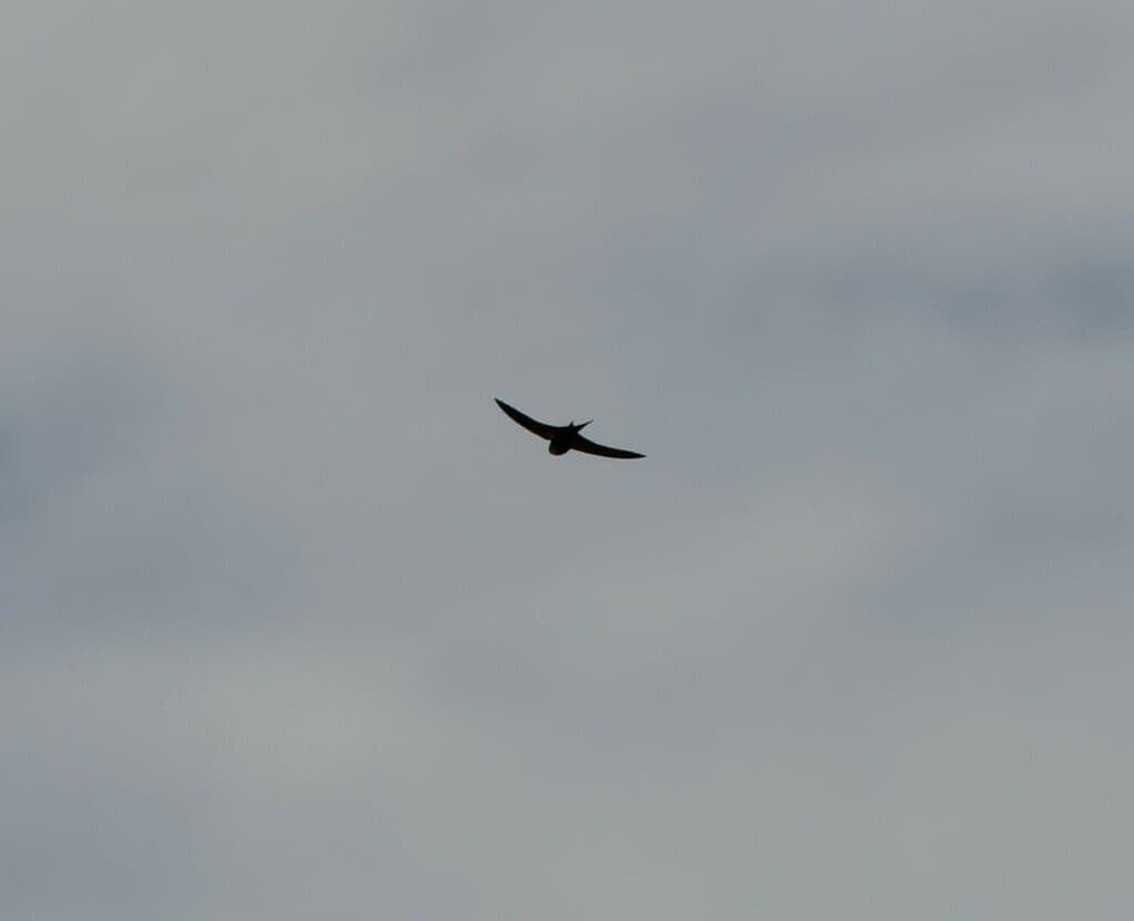 White-backed Swallow
