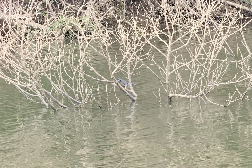 Striated Heron