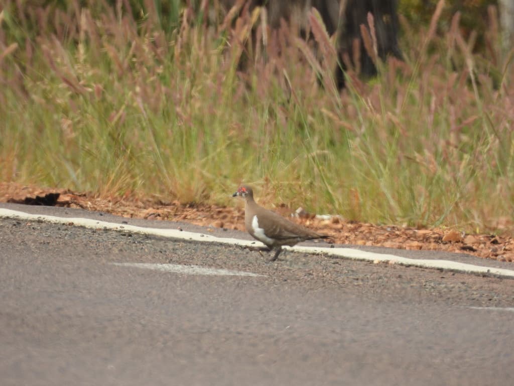 Partridge Pigeon