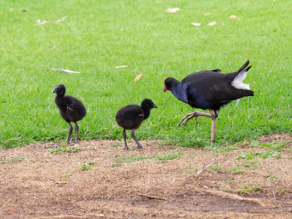 Western Swamphen