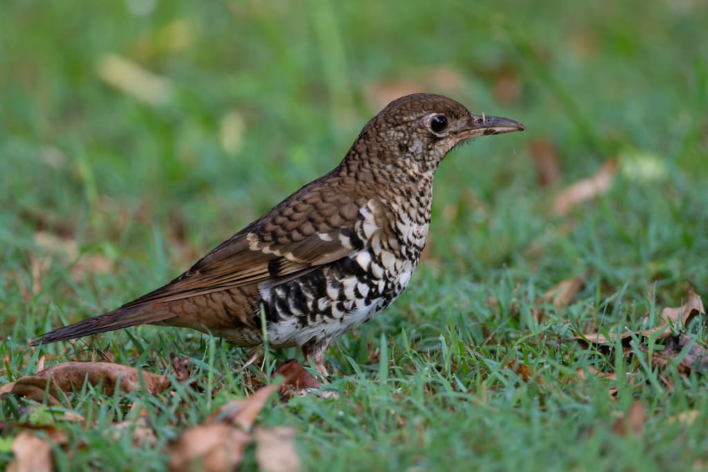 Russet-tailed Thrush