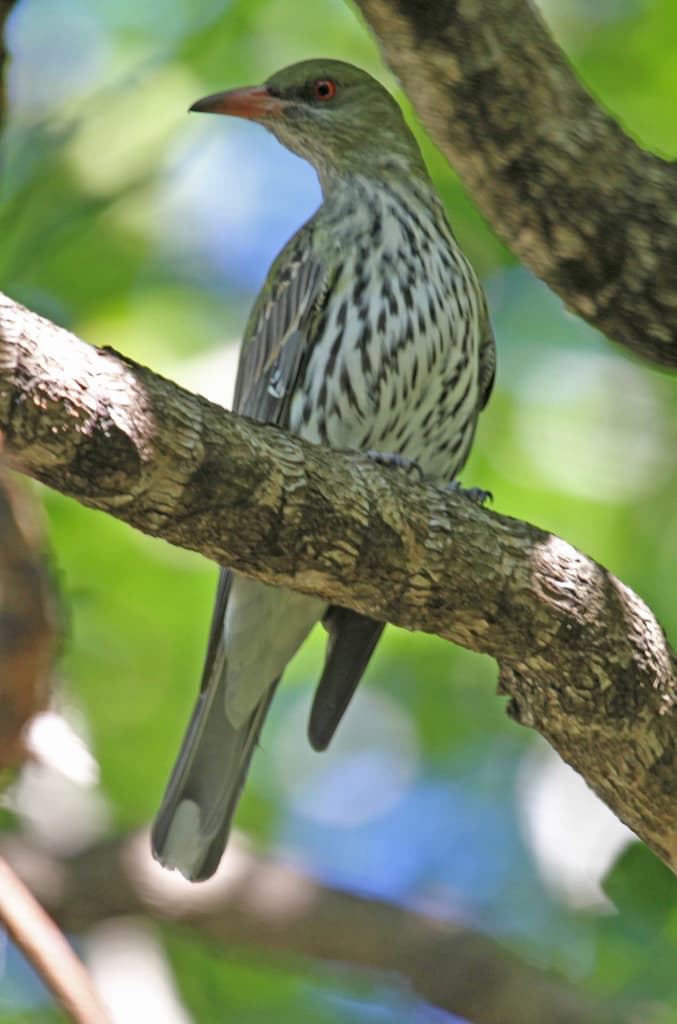 Olive-backed Oriole