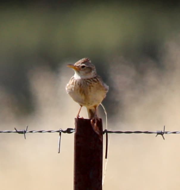 Eurasian Skylark