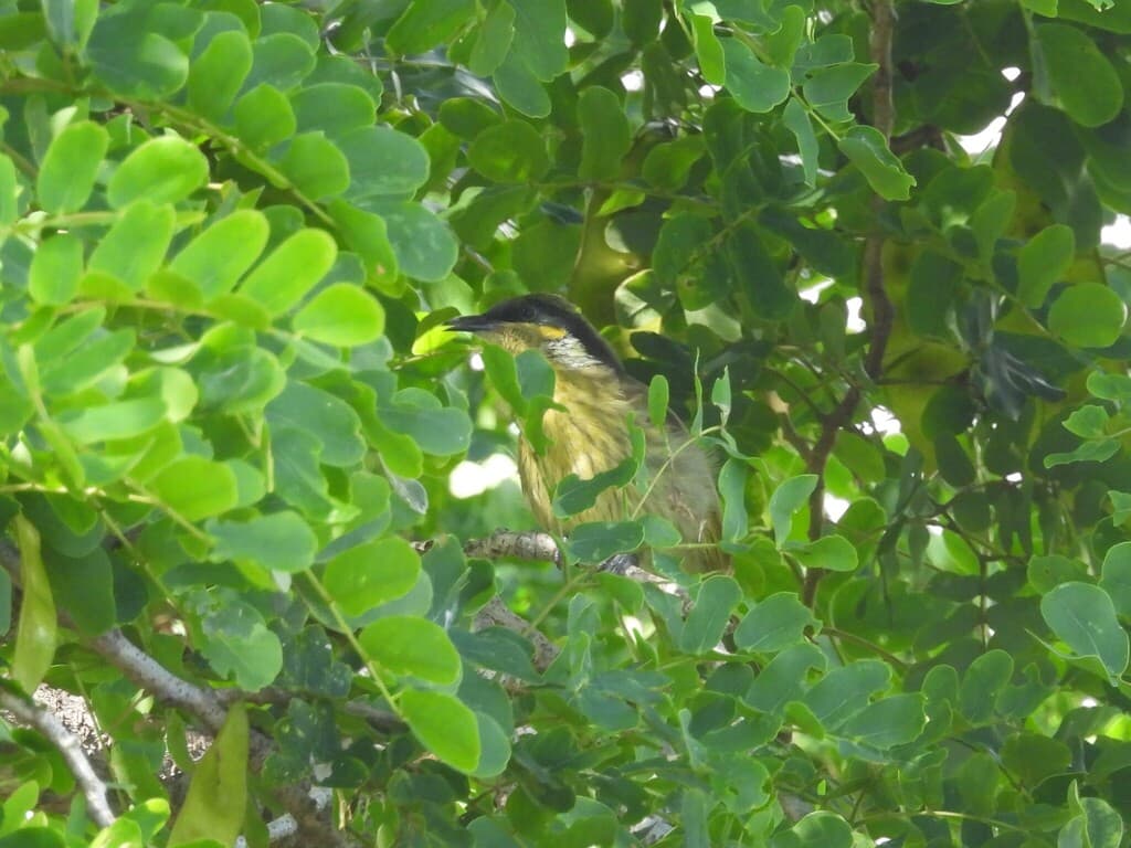 Varied Honeyeater