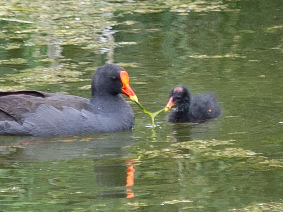 Dusky Moorhen