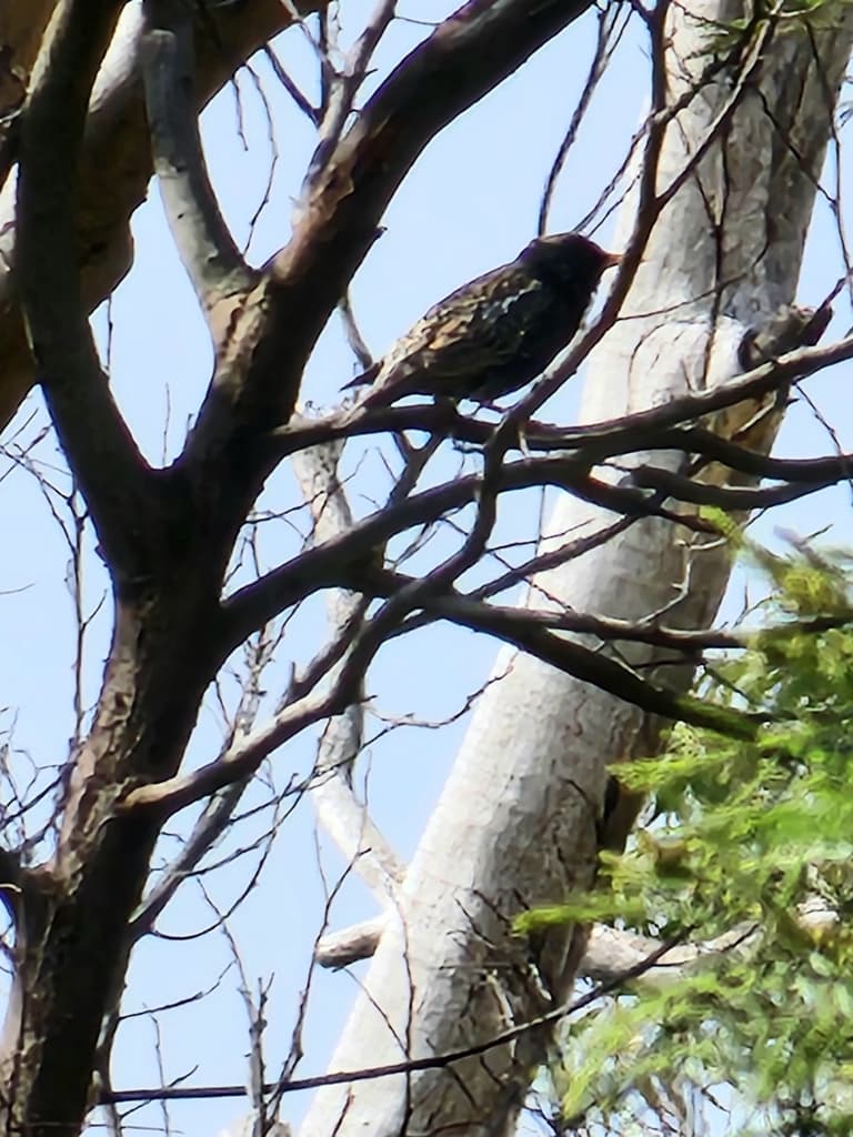 Common Starling