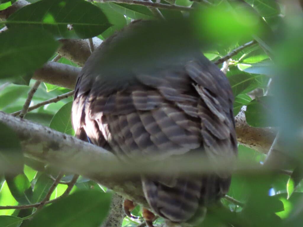 Rufous Owl