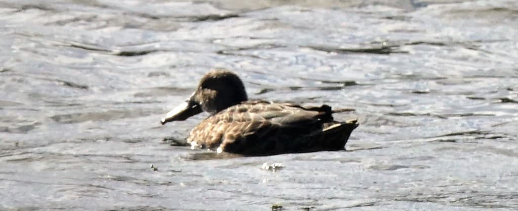 Australasian Shoveler