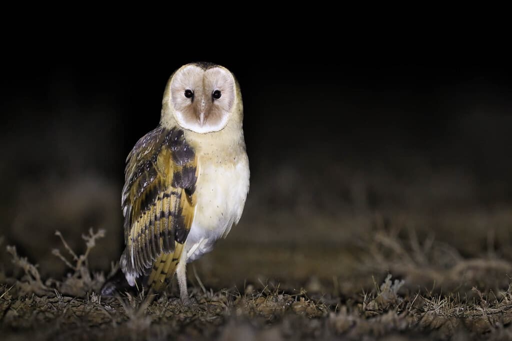 Eastern Grass Owl