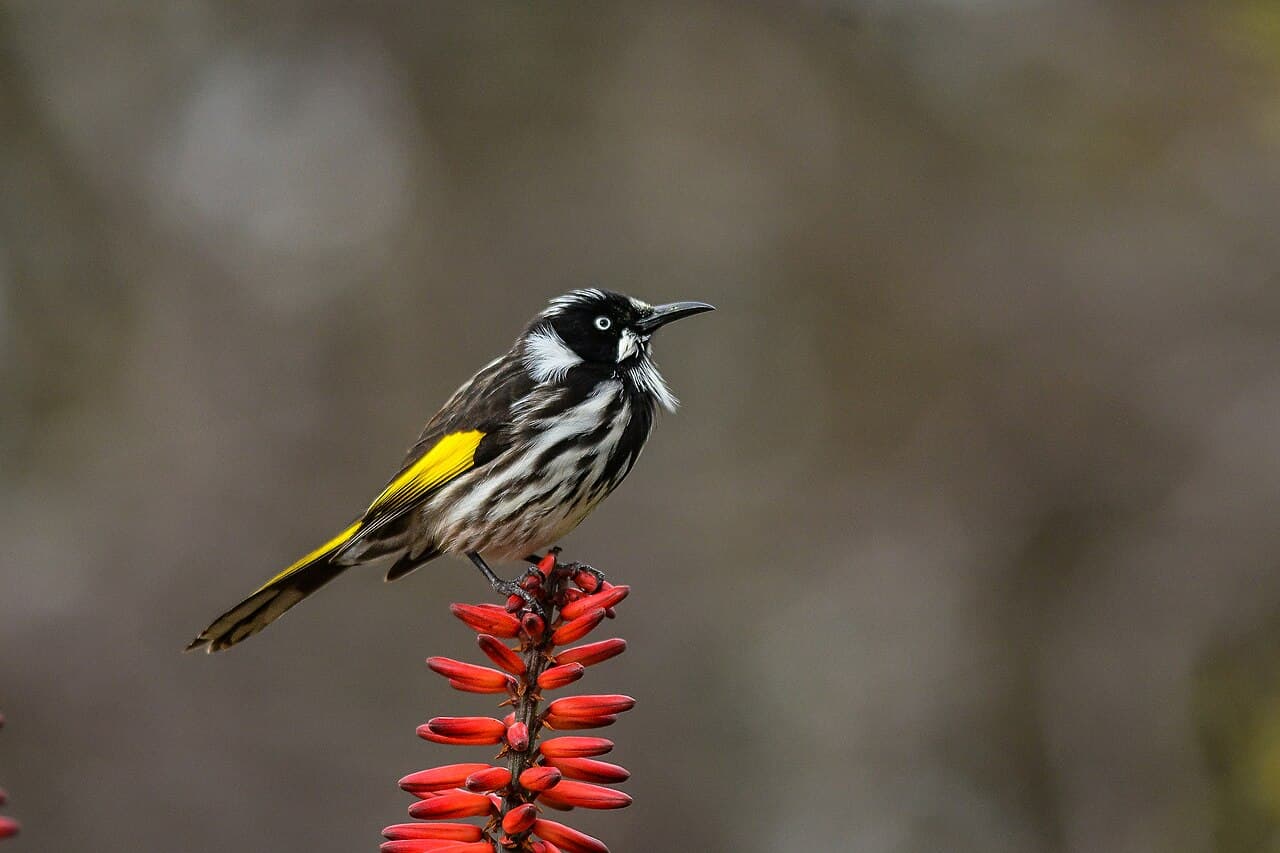 New Holland Honeyeater