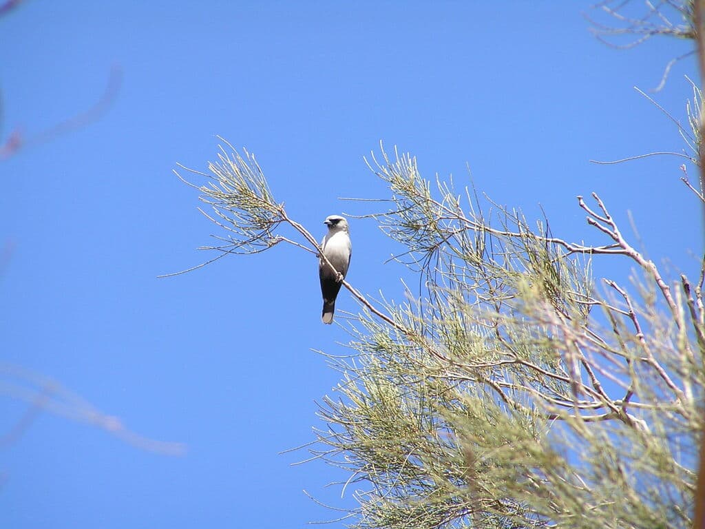 Black-faced Woodswallow