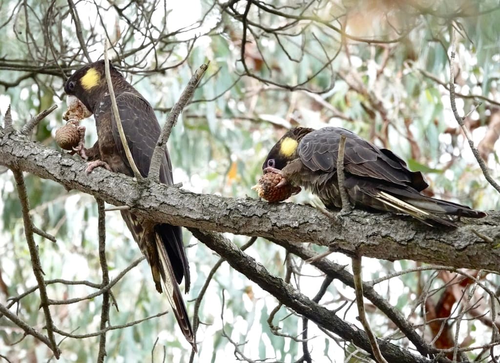 Yellow-tailed Black Cockatoo