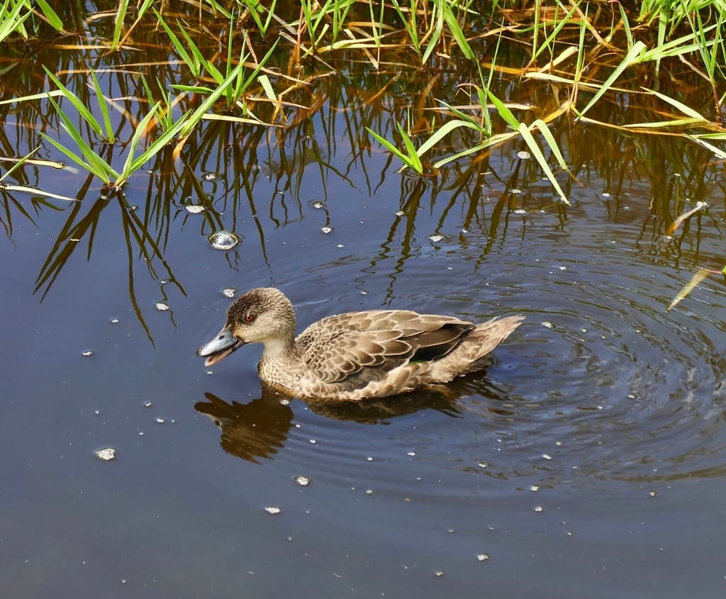 Grey Teal