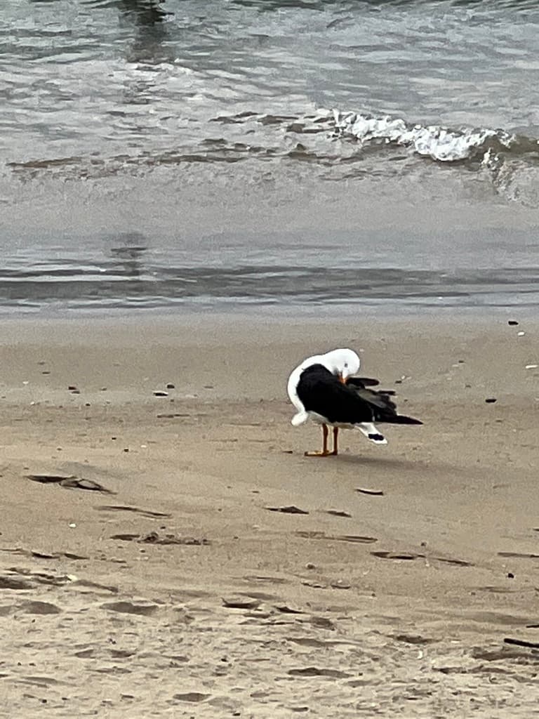 Pacific Gull