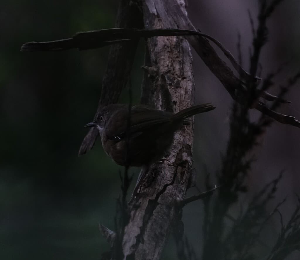 Tasmanian Scrubwren