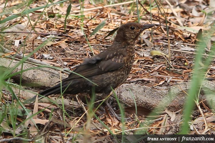 Common Blackbird