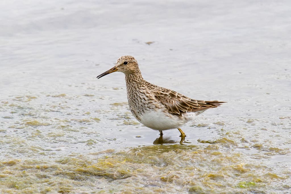 Pectoral Sandpiper
