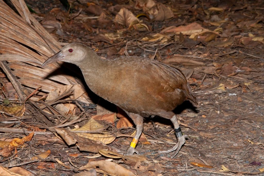 Lord Howe Woodhen