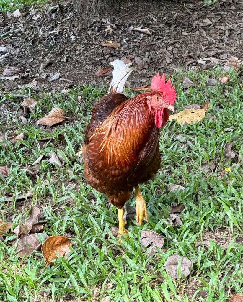Red Junglefowl