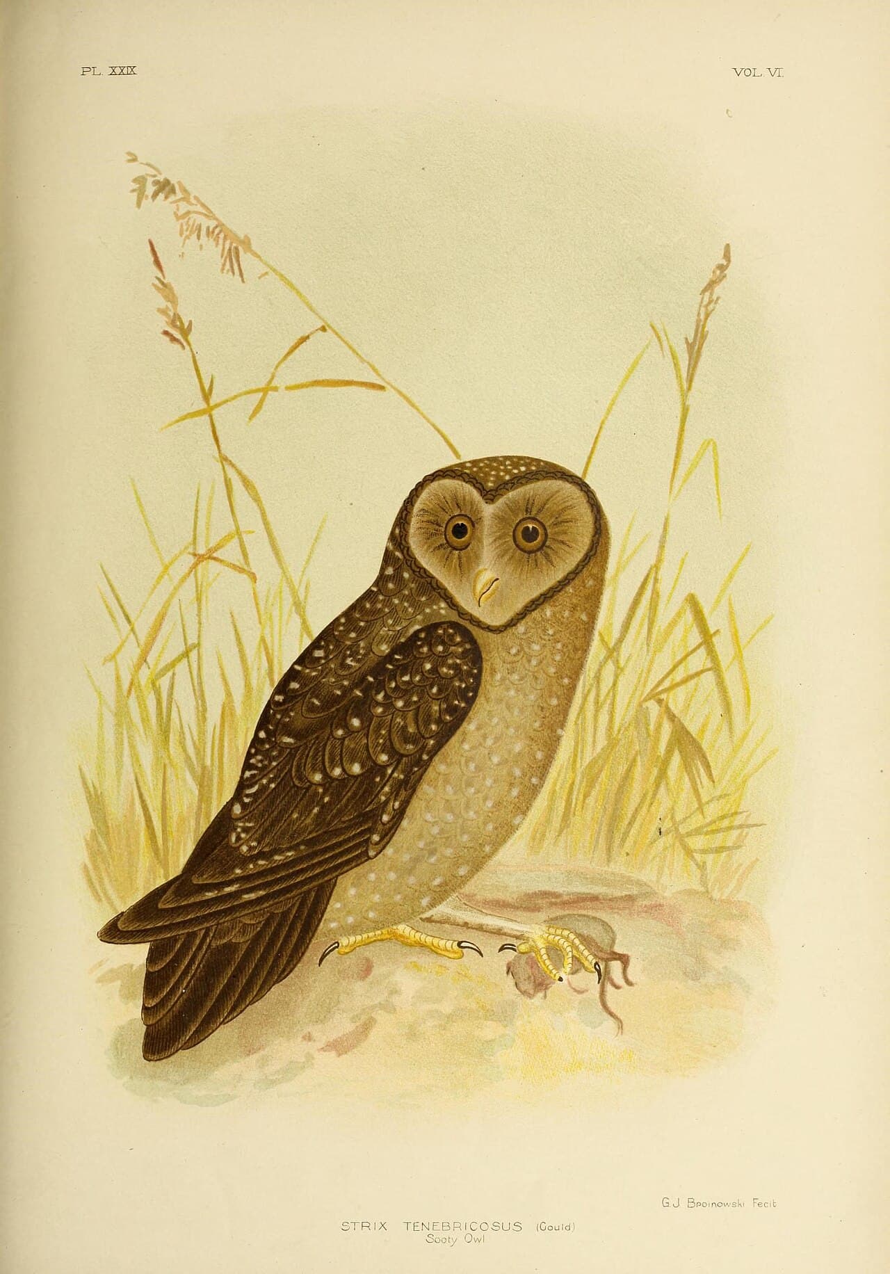 Greater Sooty Owl