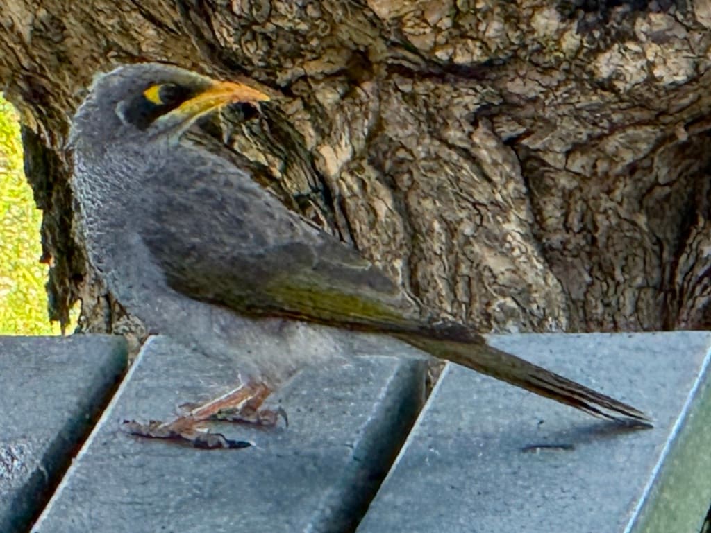 Yellow-throated Miner