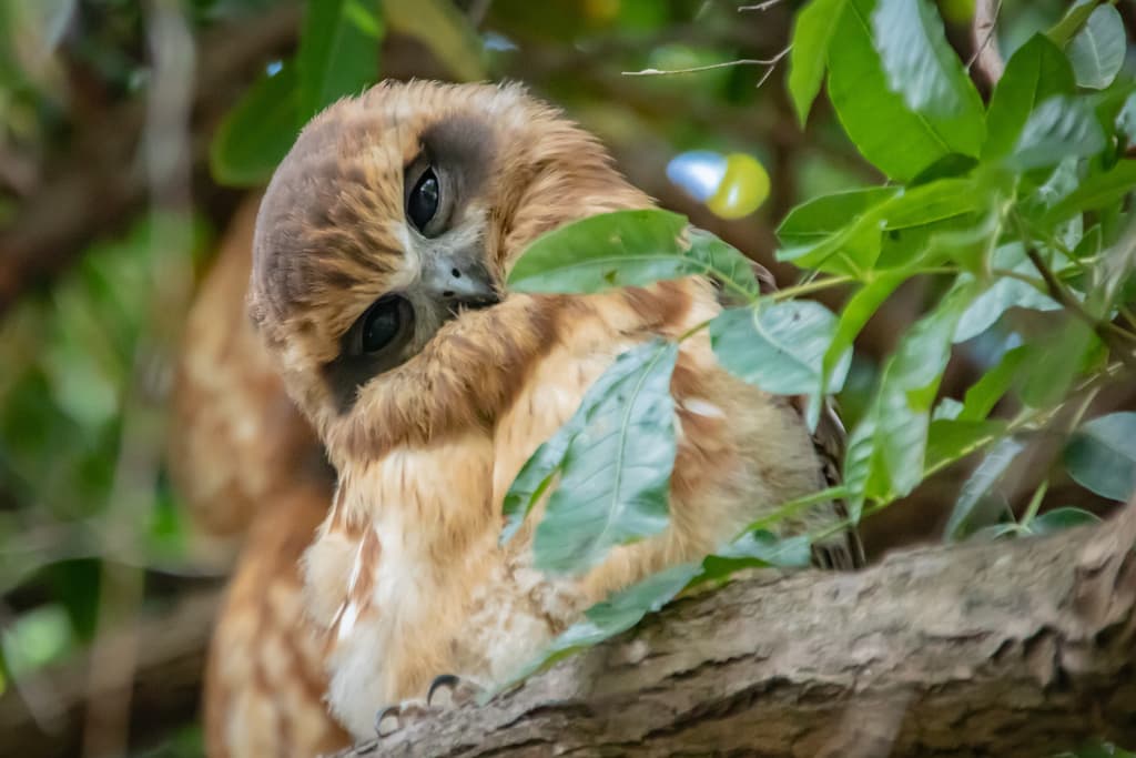 Morepork