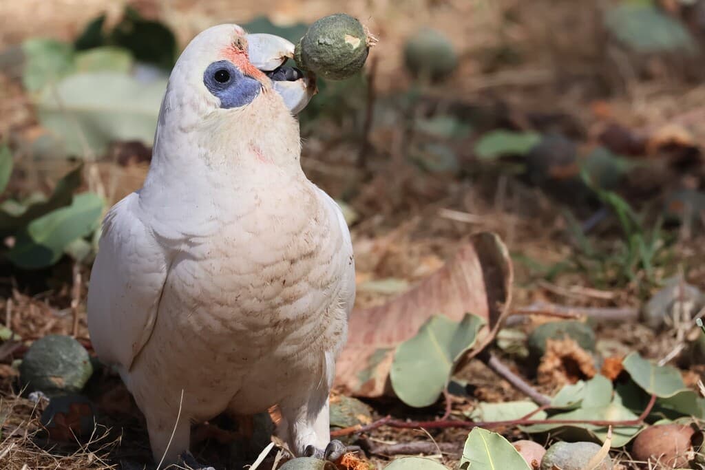 Little Corella