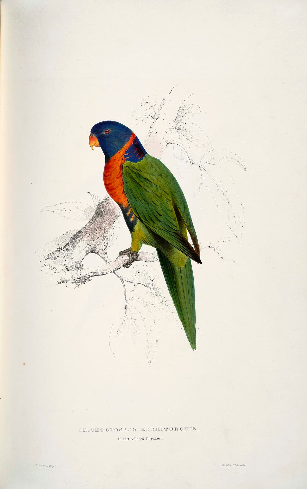 Red-collared Lorikeet