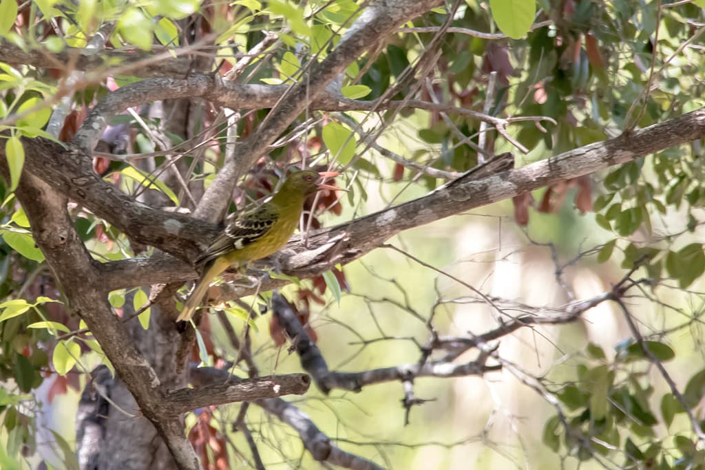 Green Oriole