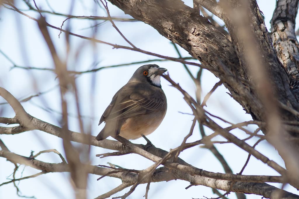 Crested Bellbird