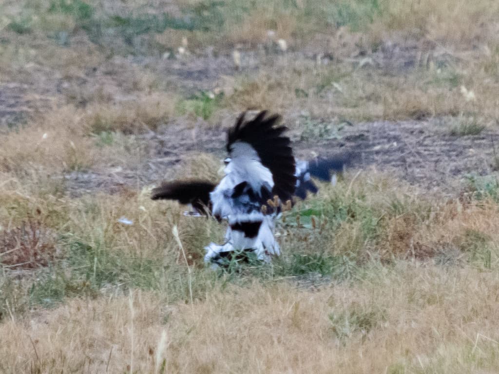 Magpie-lark