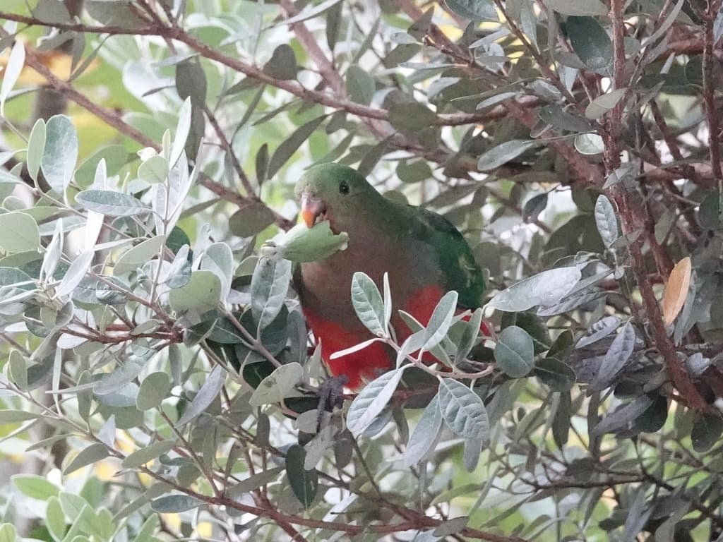 Australian King Parrot