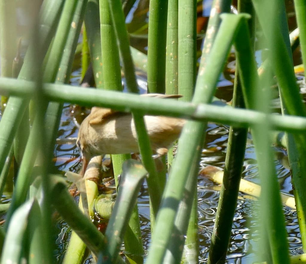 Australian Reed Warbler