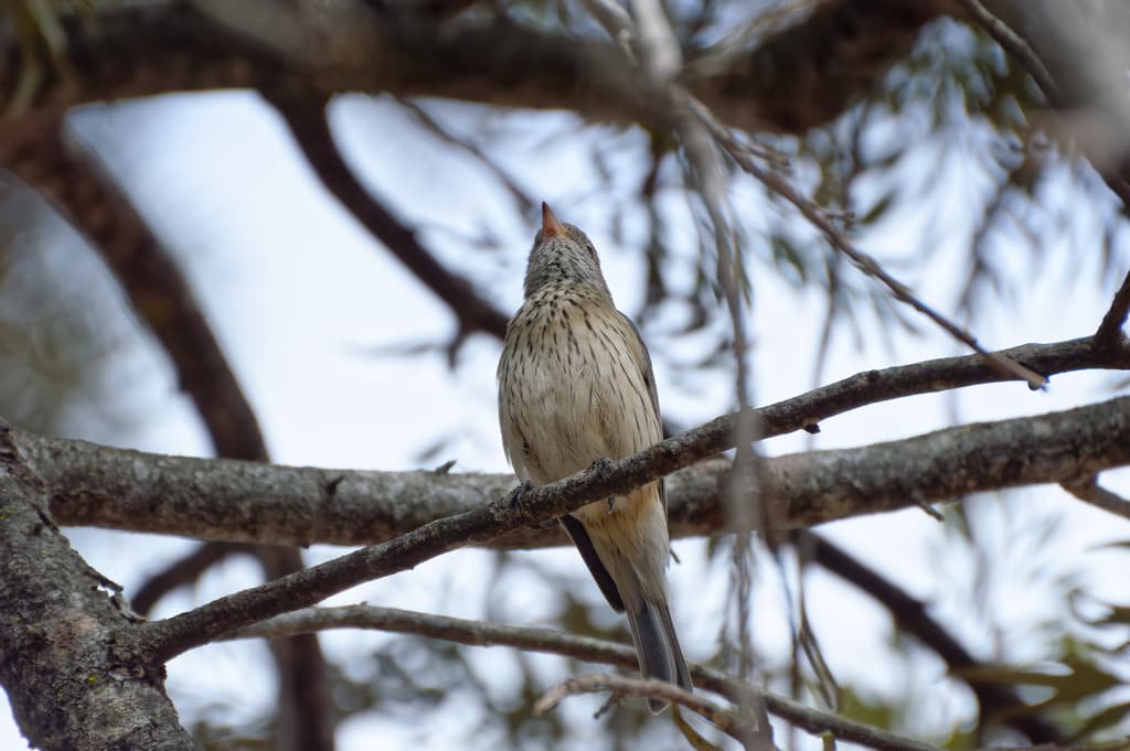 Rufous Whistler