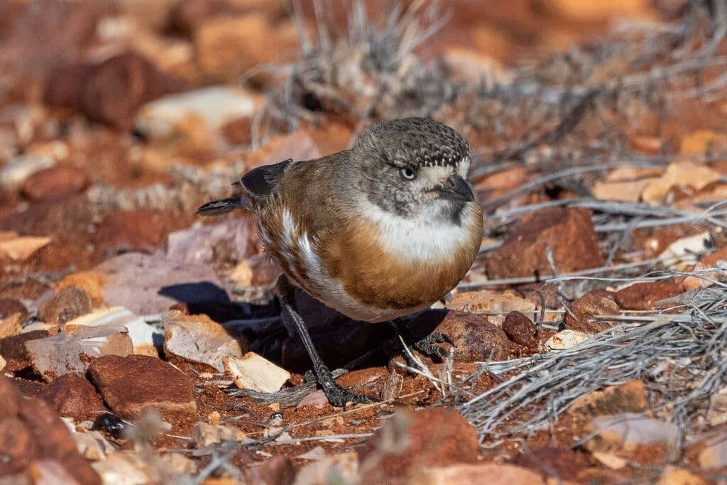 Chestnut-breasted Whiteface