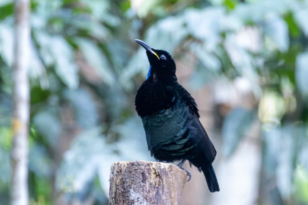Victoria's Riflebird