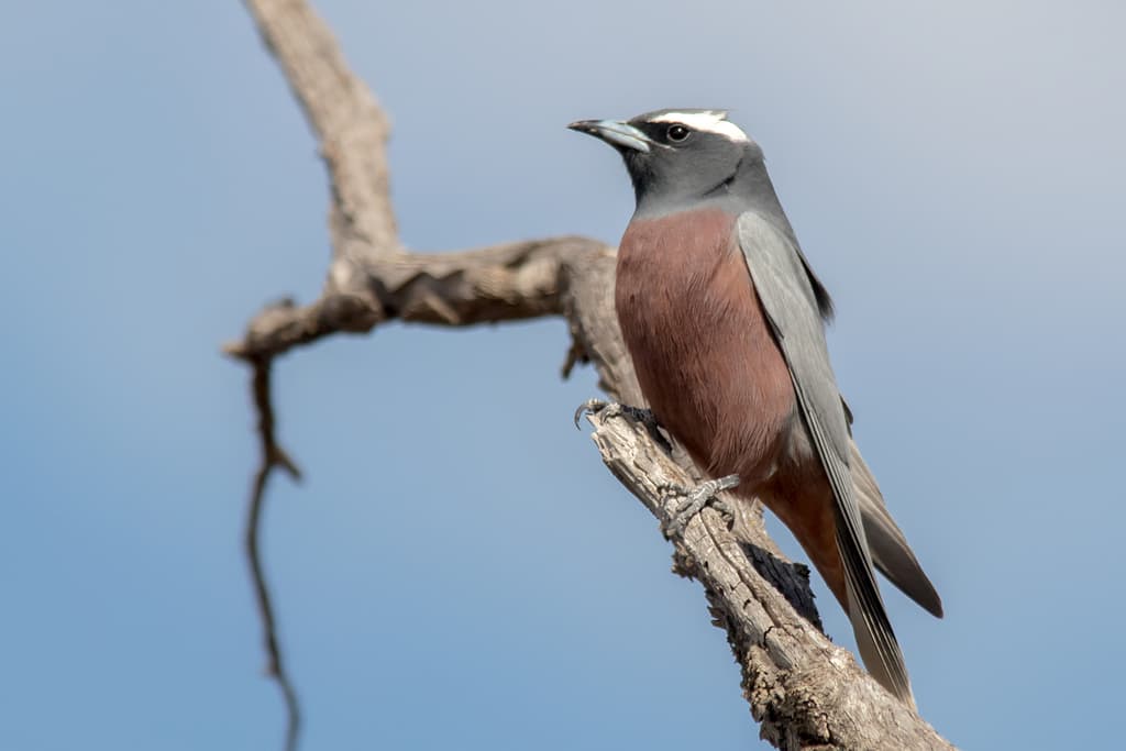 White-browed Woodswallow