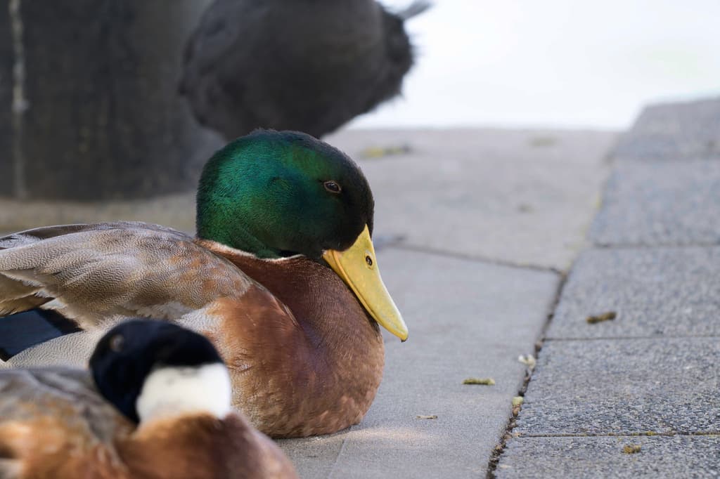 Mallard