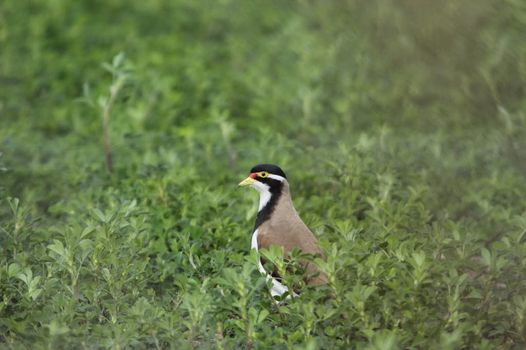 Banded Lapwing