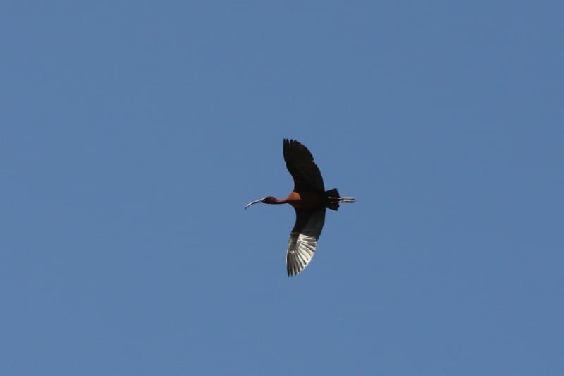 Glossy Ibis