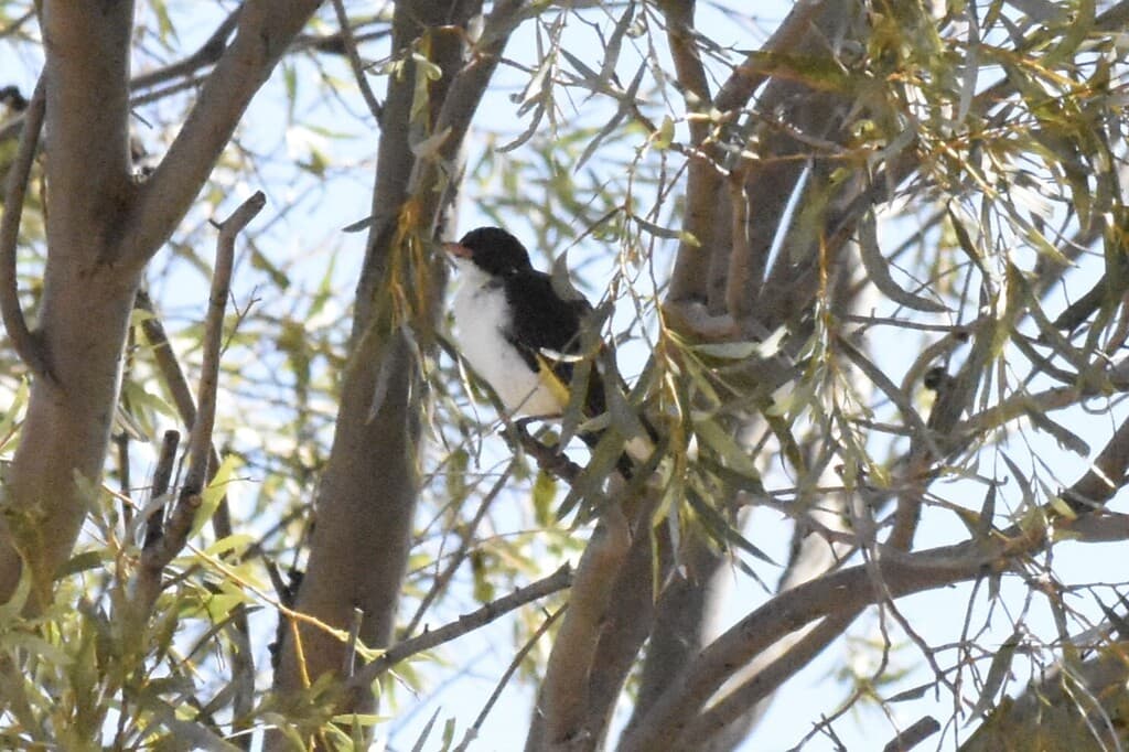 Painted Honeyeater