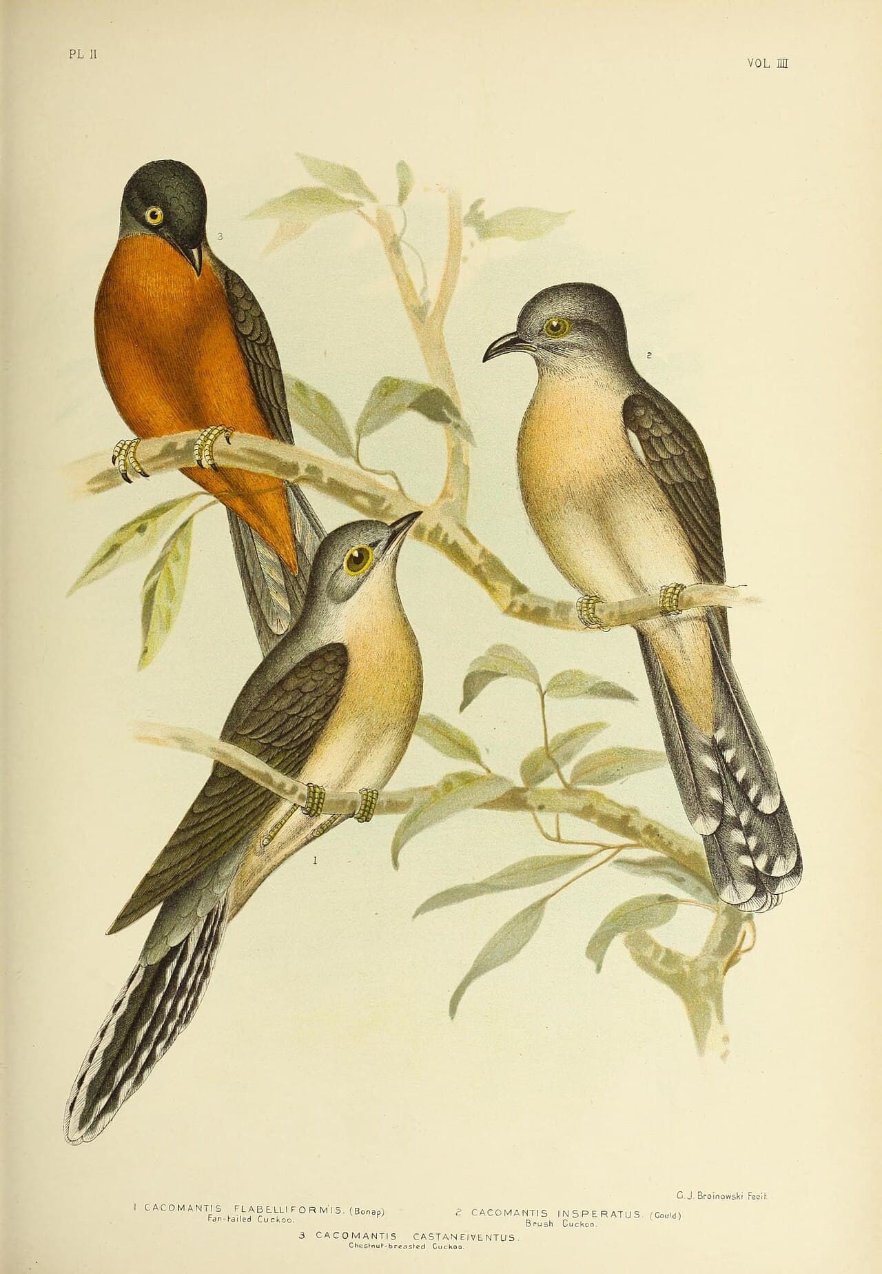 Chestnut-breasted Cuckoo