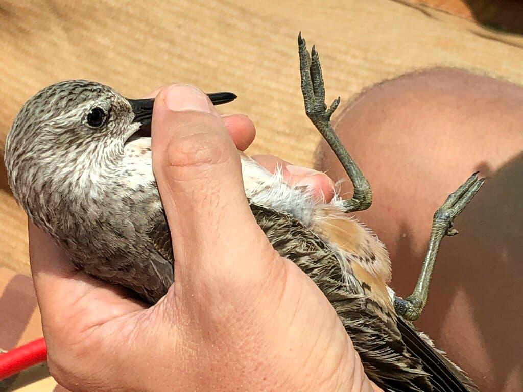 Curlew Sandpiper