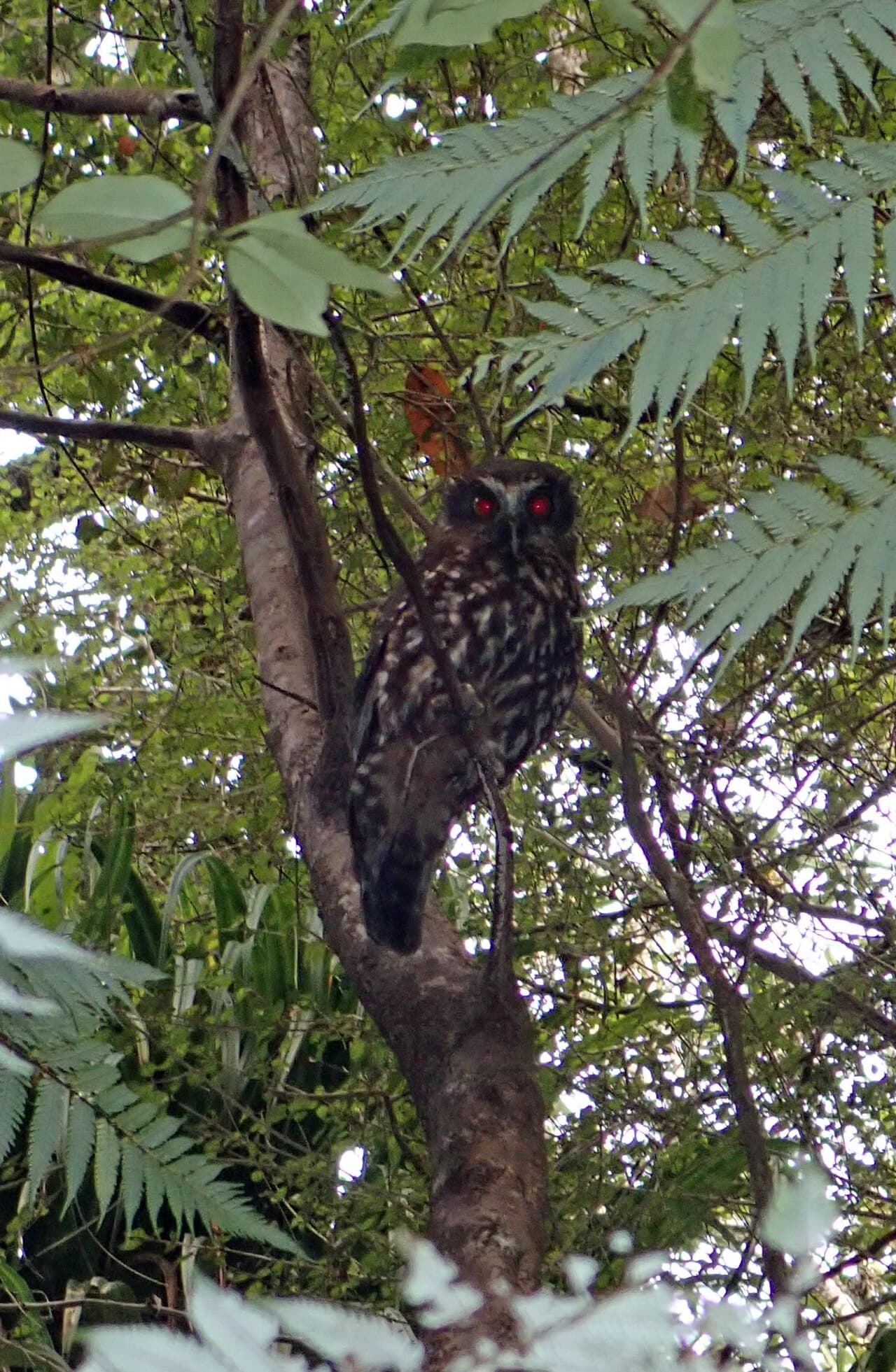 Morepork