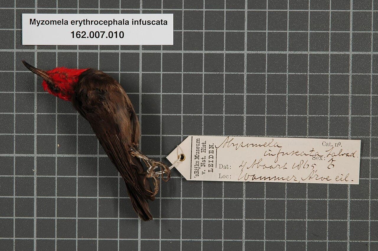Red-headed Myzomela
