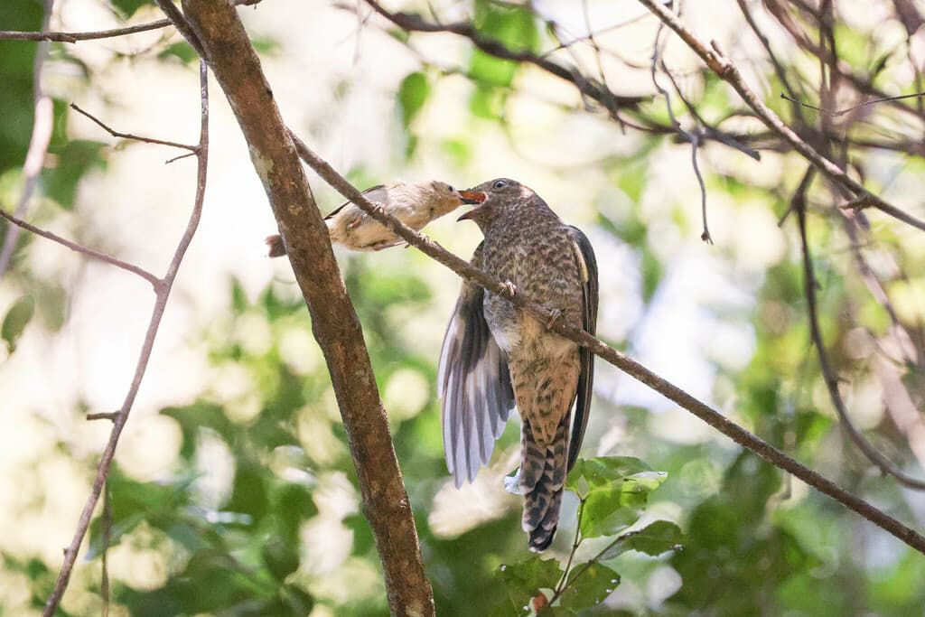 Fan-tailed Cuckoo